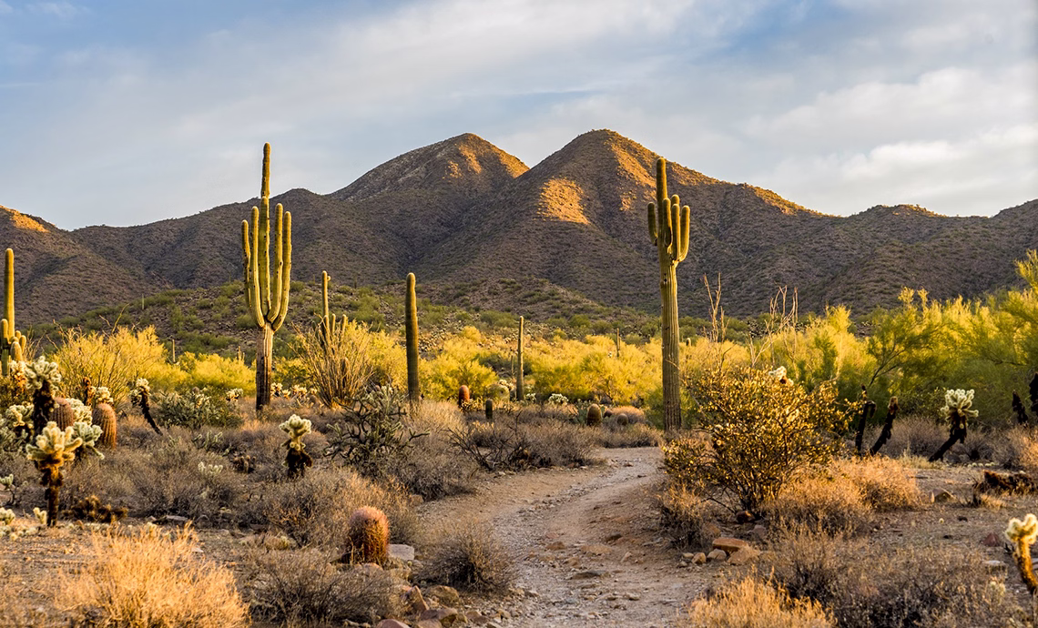 scenic sonoran desert landscape in arizona with tall saguaro cacti cholla desert shrubs and mountain range at golden hour