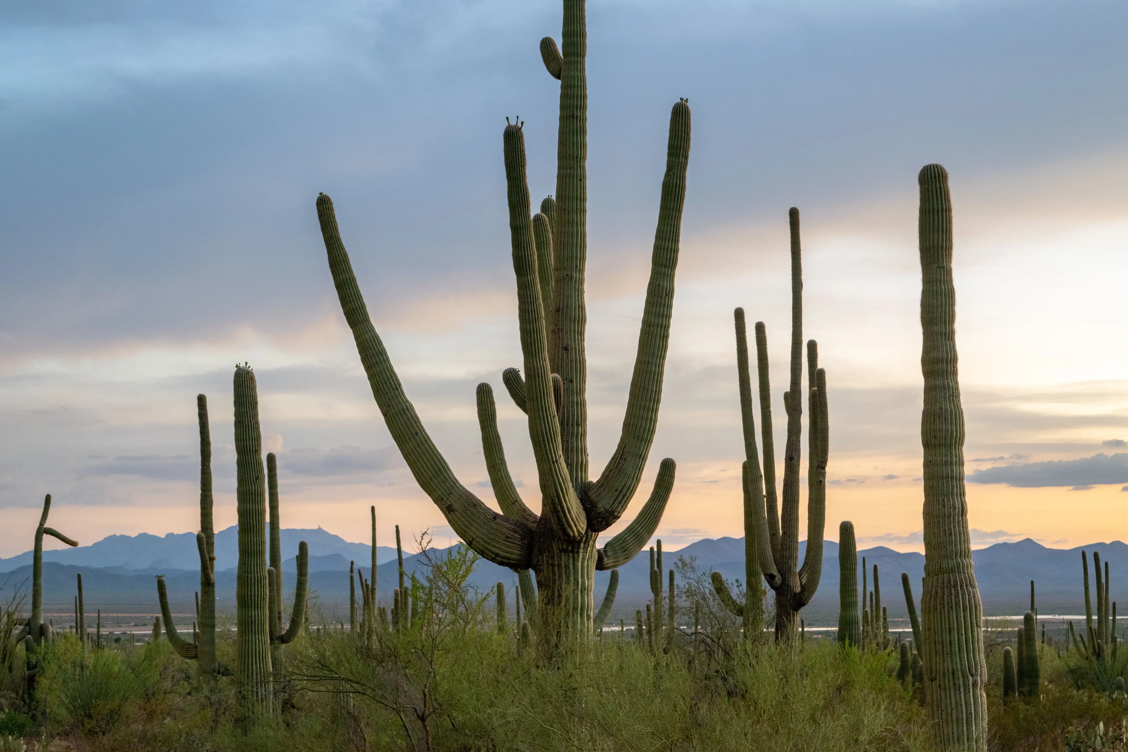 Arizona desert landscape
