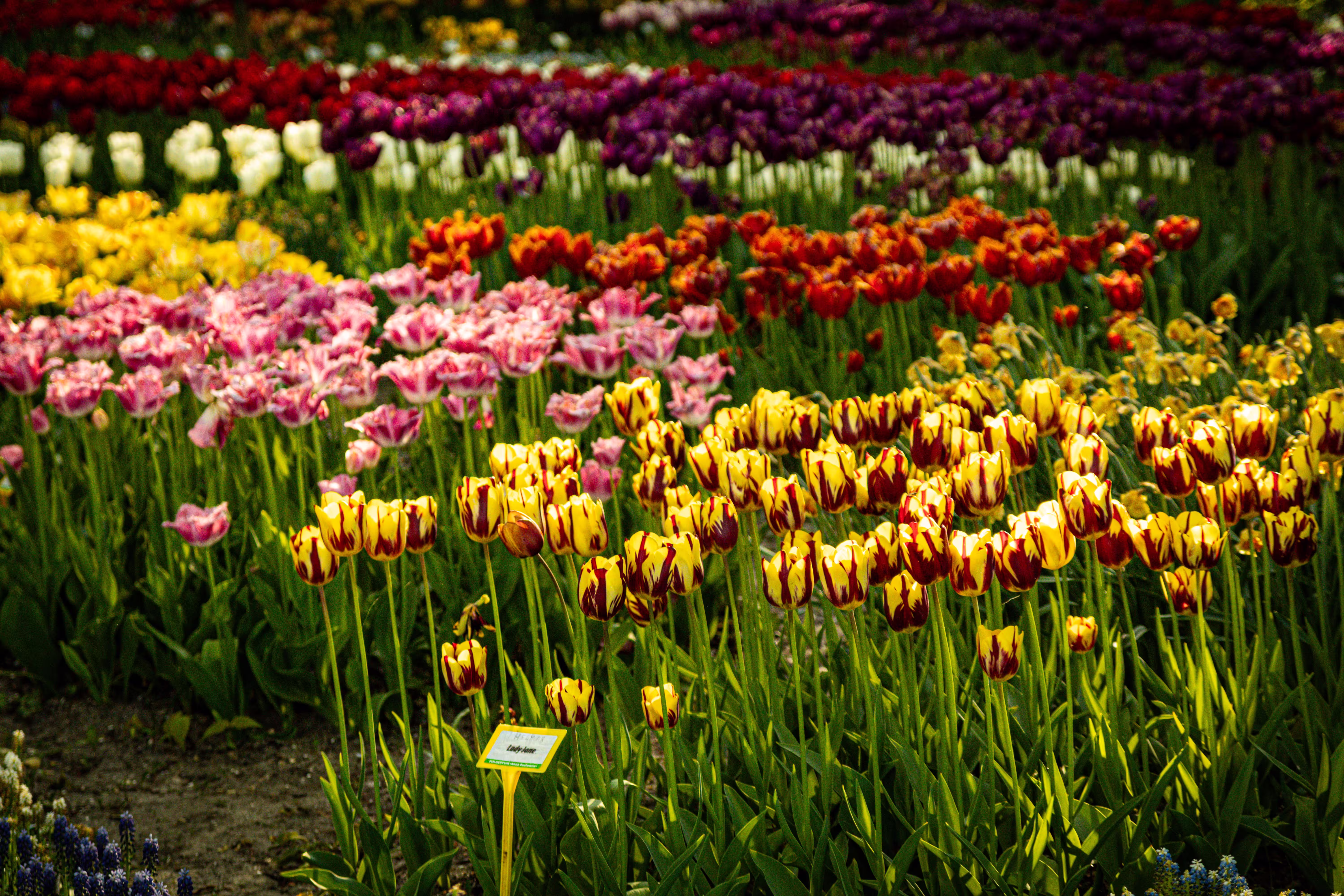 Keukenhof tulip gardens