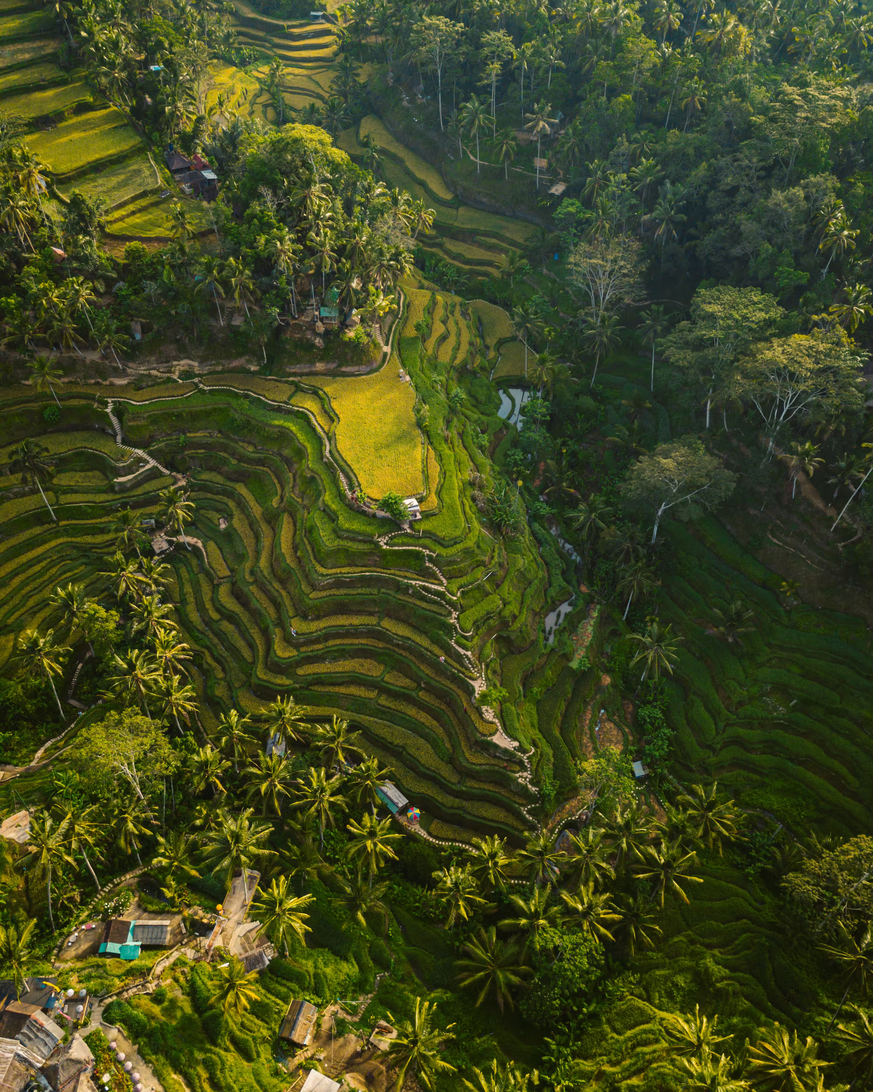 aerial shot rice hills surrounded by greens trees