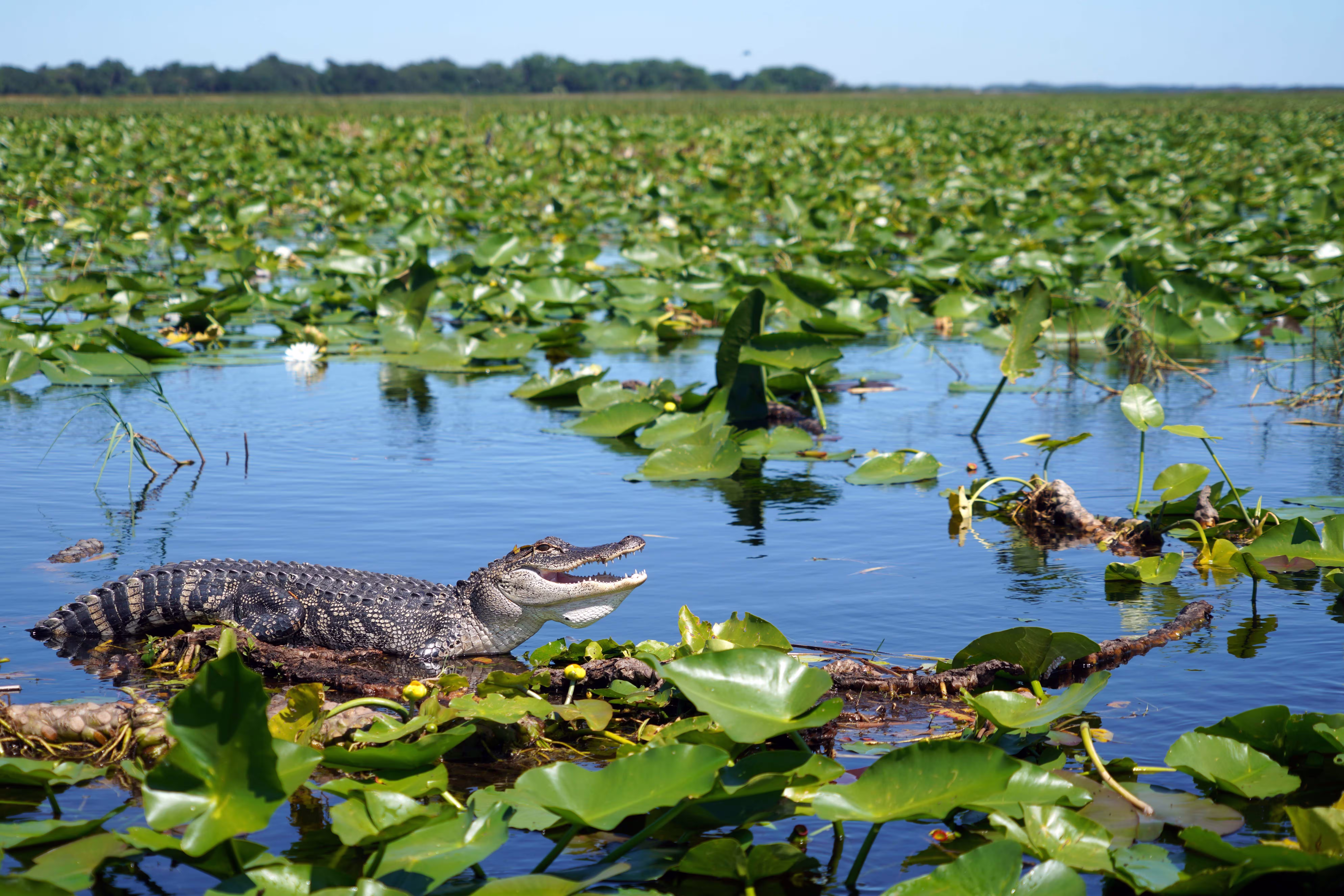 Alligator