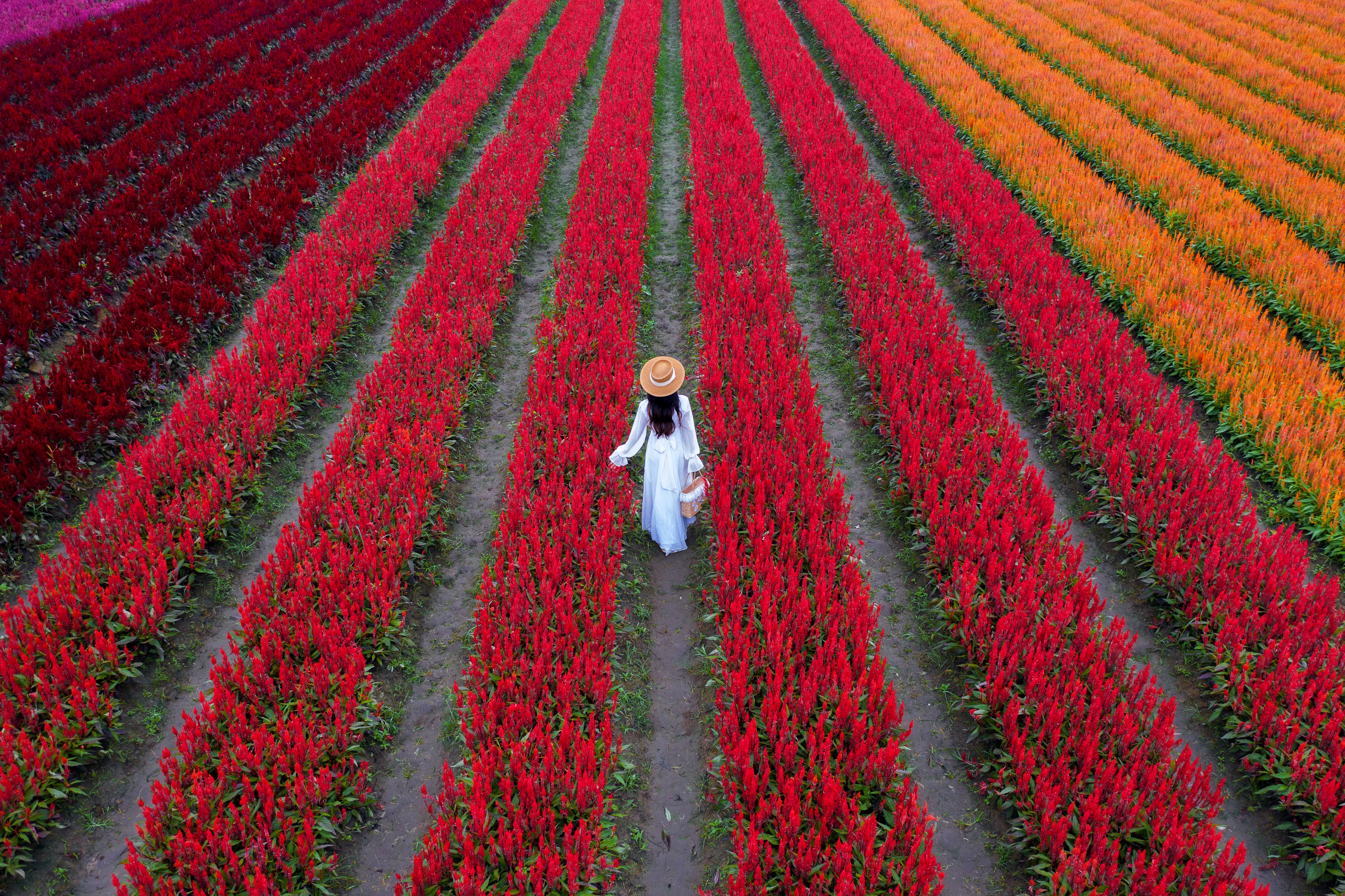 Flowers in bloom during spring