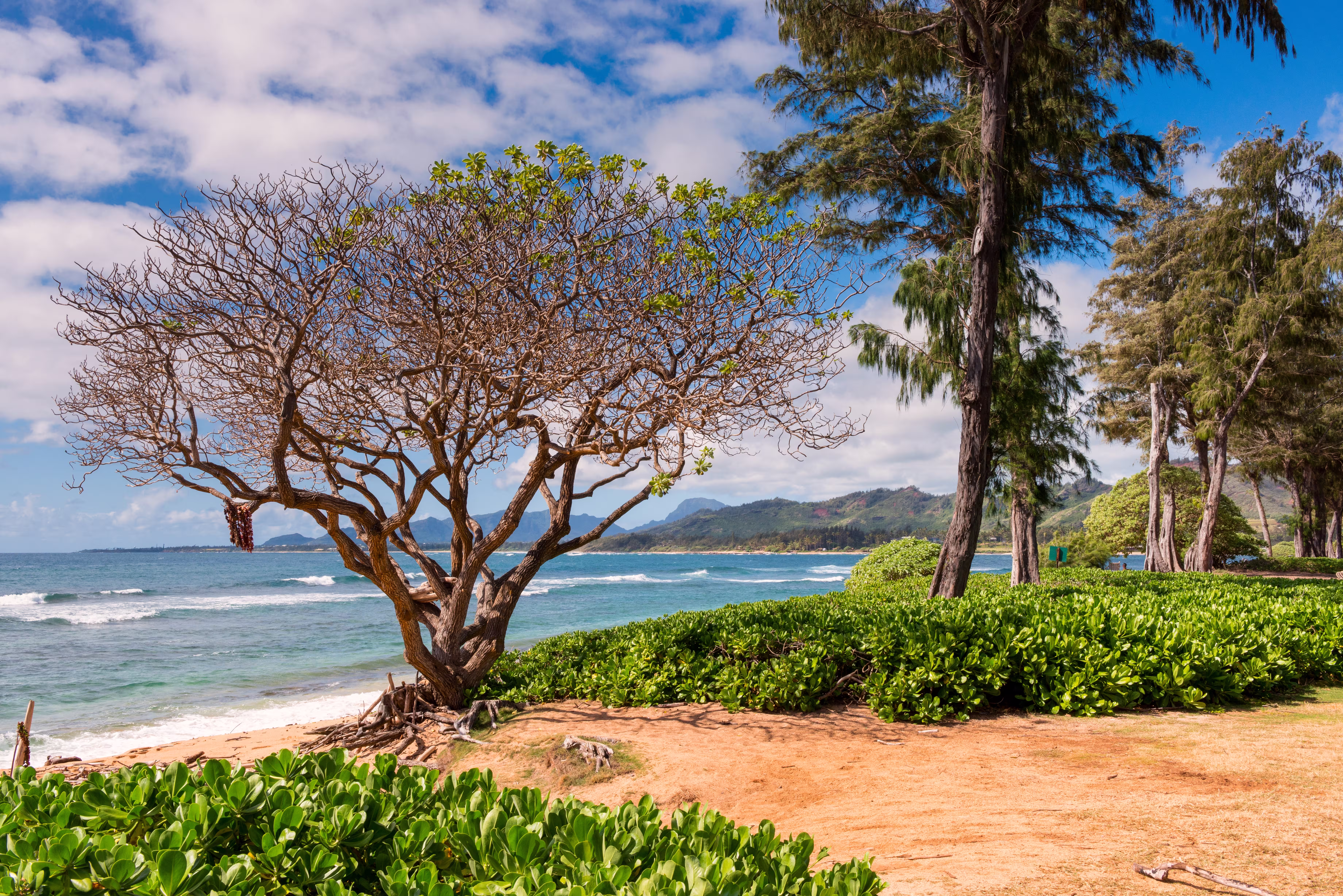 beautiful-scenery-lot-tropical-green-plants-surrou