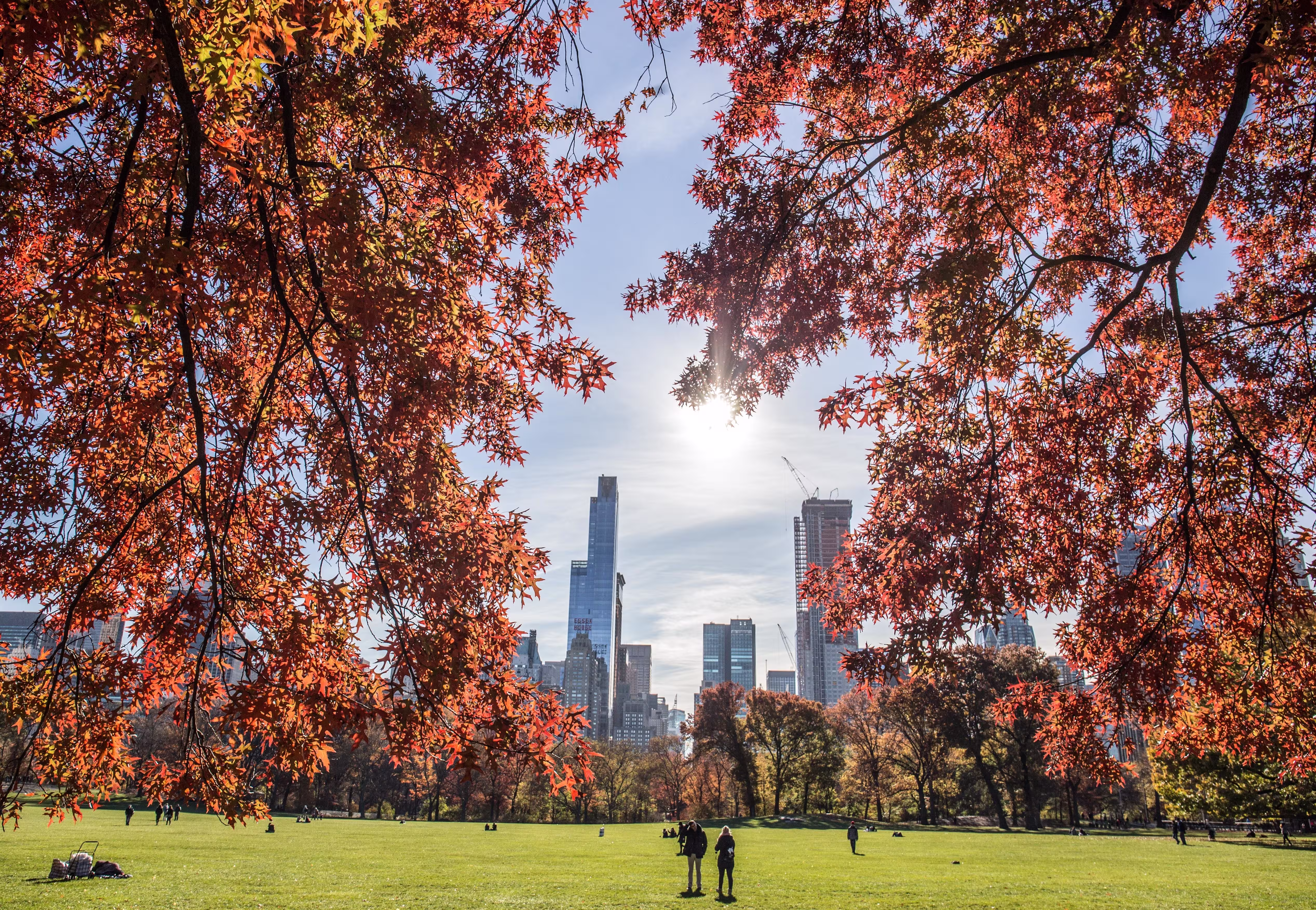 beautiful-view-park-high-buildings-with-tree-branc