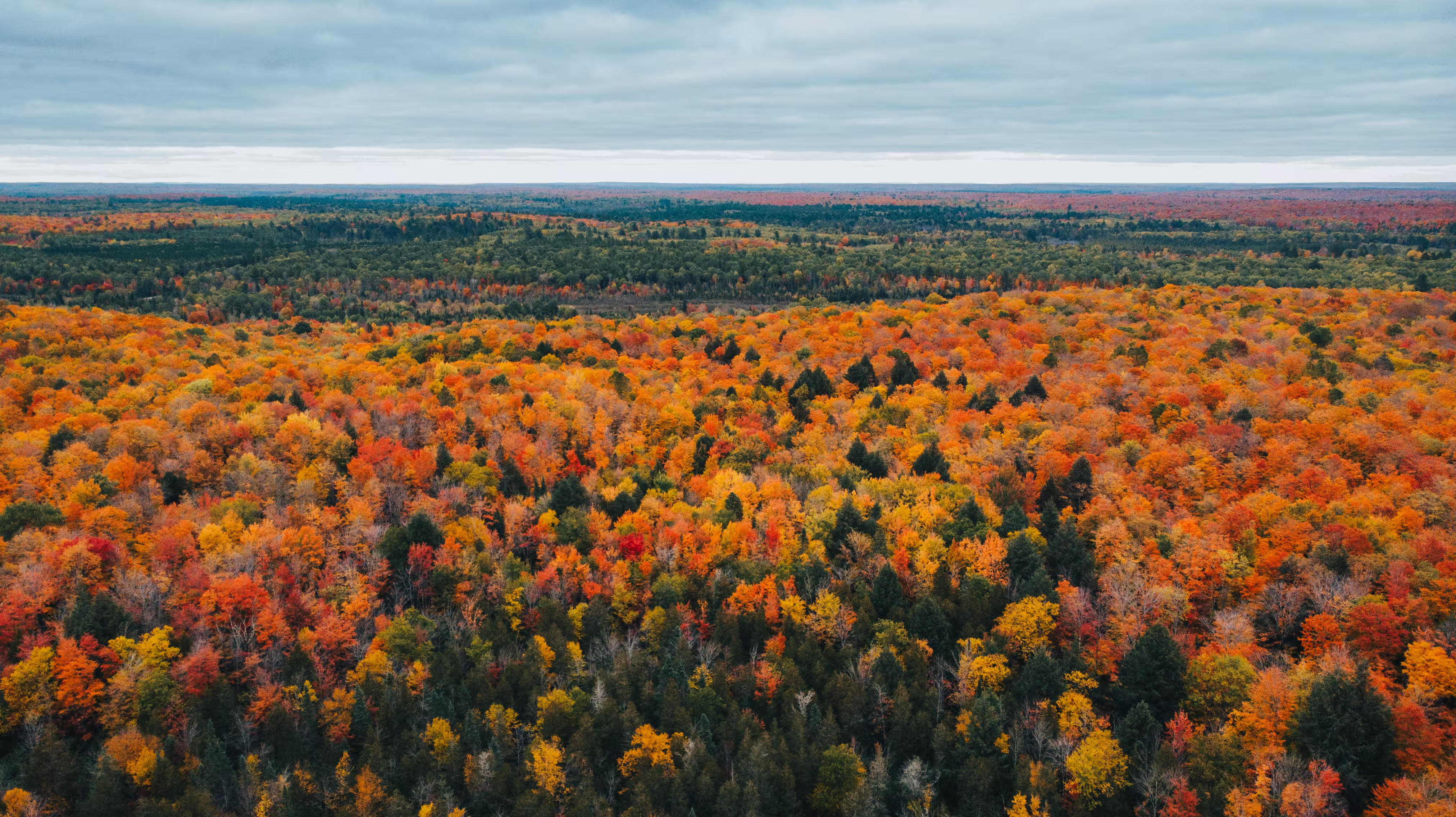 Aerial view of golden aspen forest in autumn in Colorado's Roaring Fork Valley