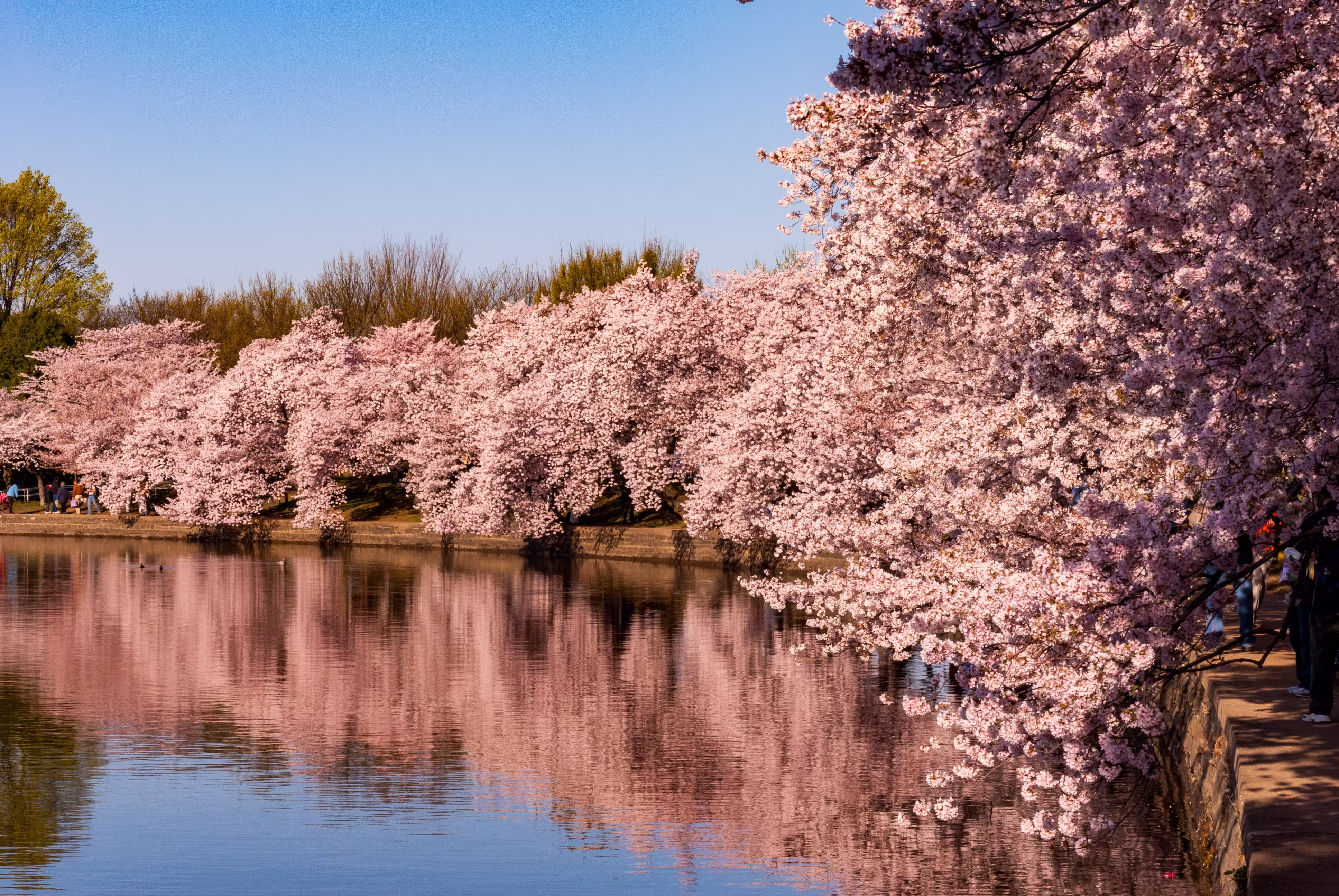 Cherry blossoms reflected tidal basin cherry blossom