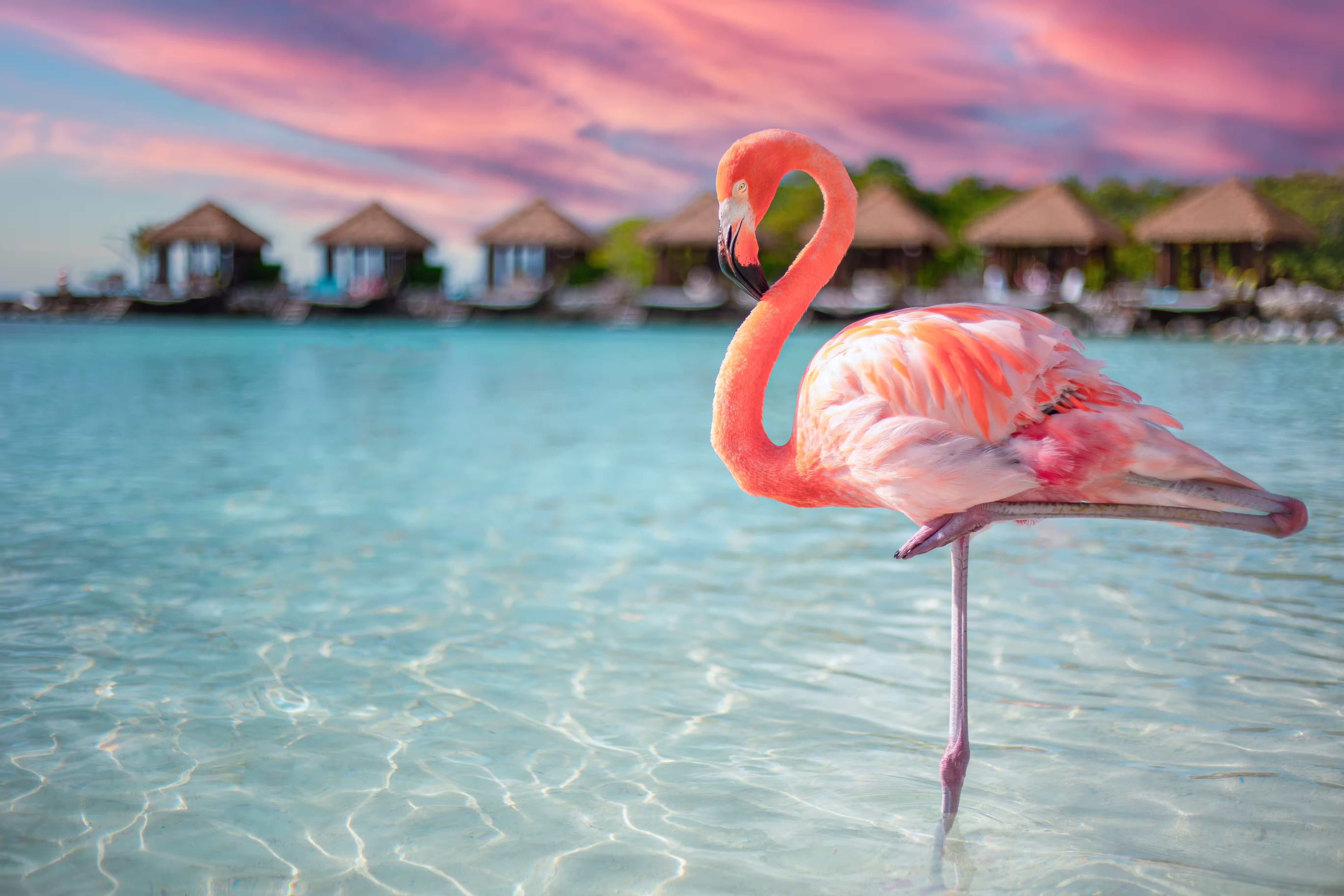 Flamingo at the sea on Renaissance Island, Aruba