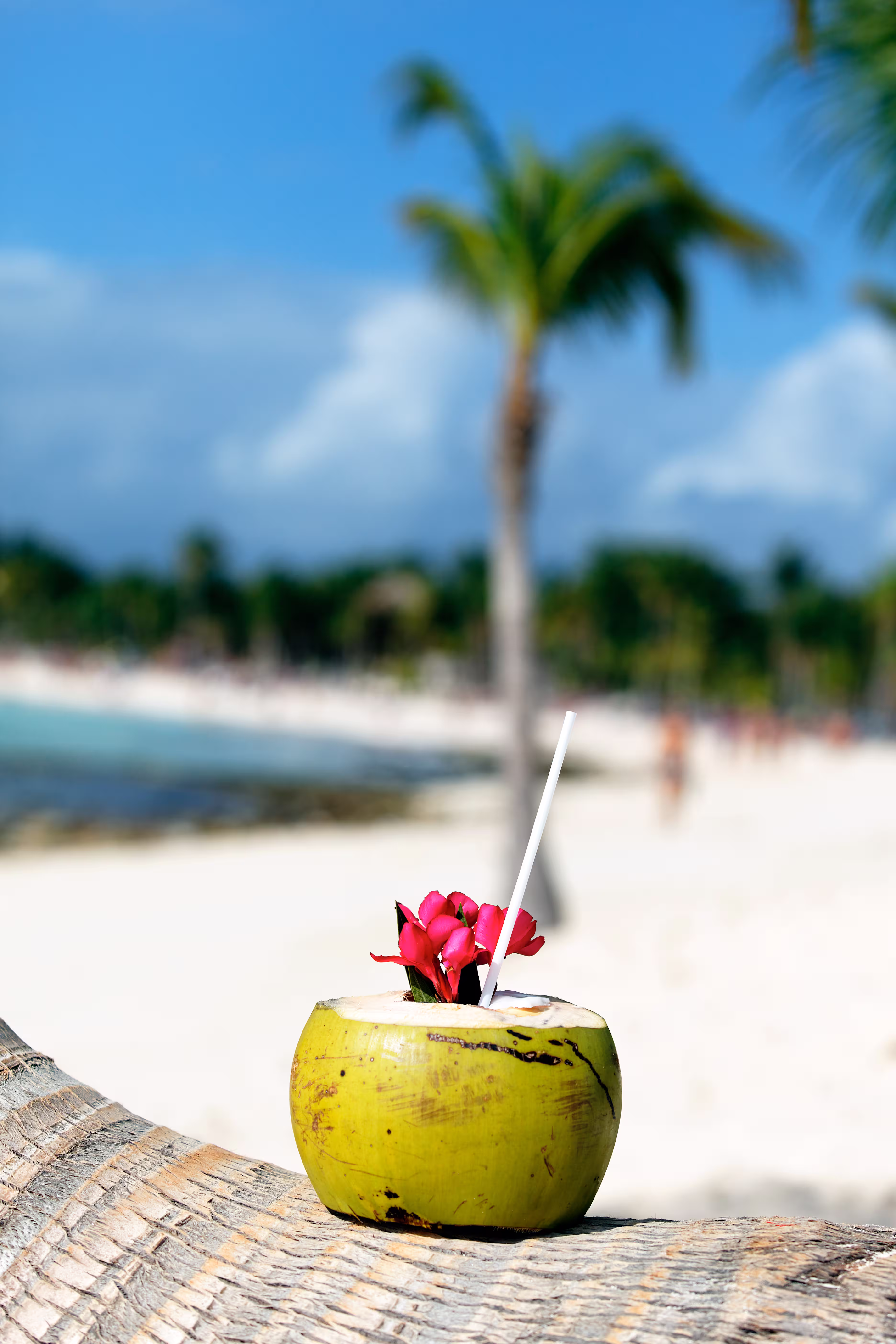 coconut with drinking straw palm tree beach