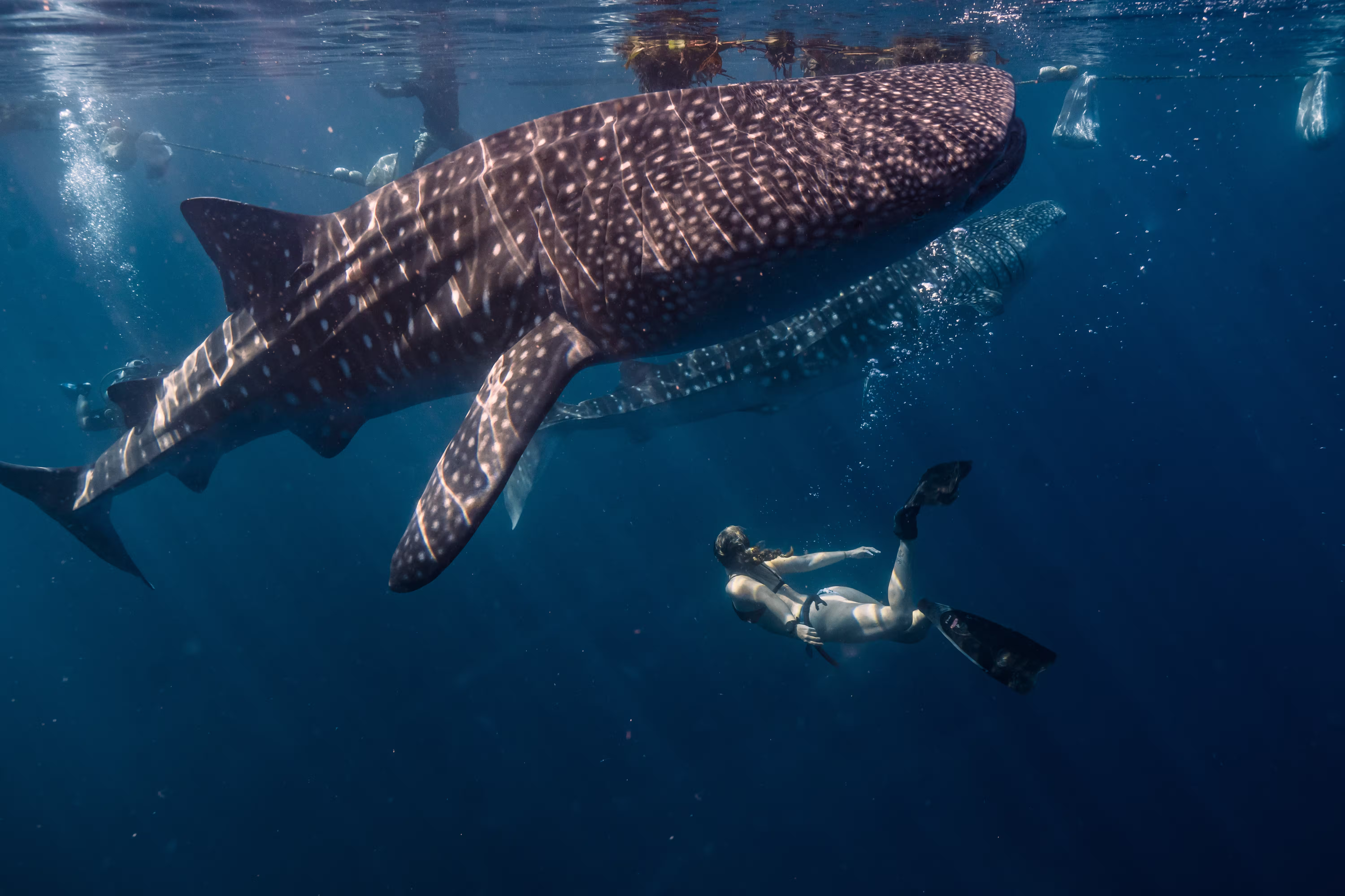 female-diver-water-with-whale-sharks-rhincodon-typ