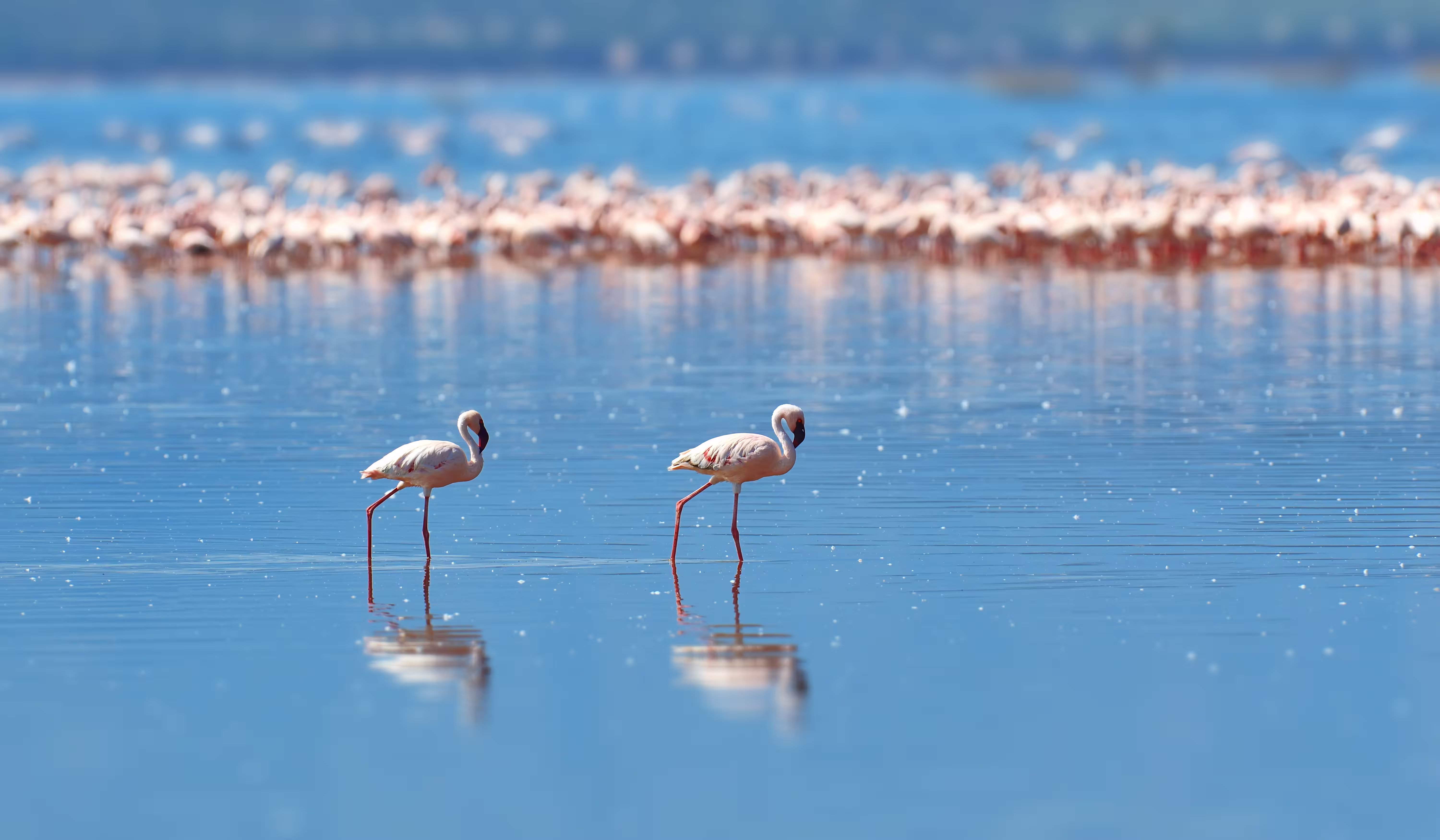 flamingos lake savannah