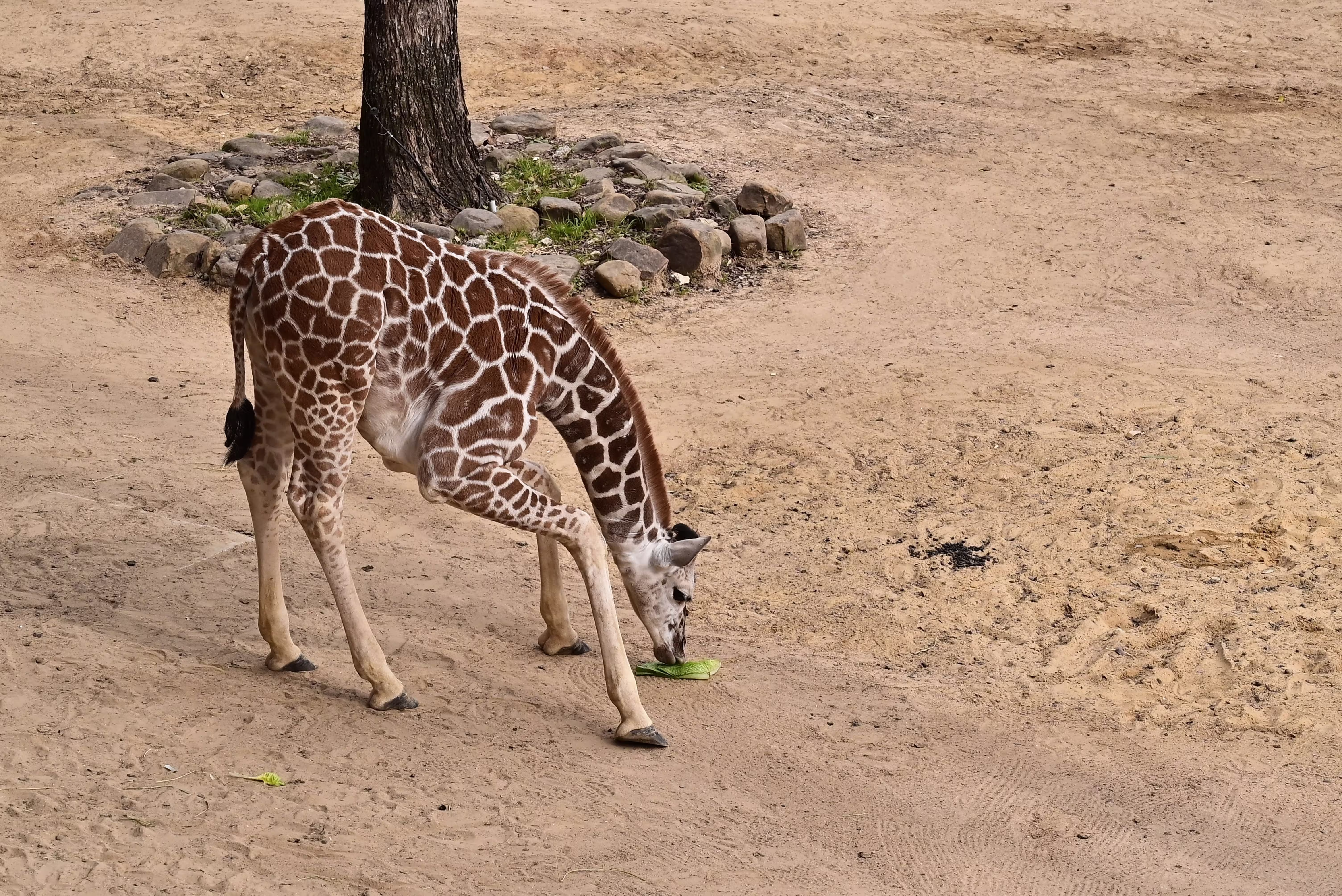 giraffe