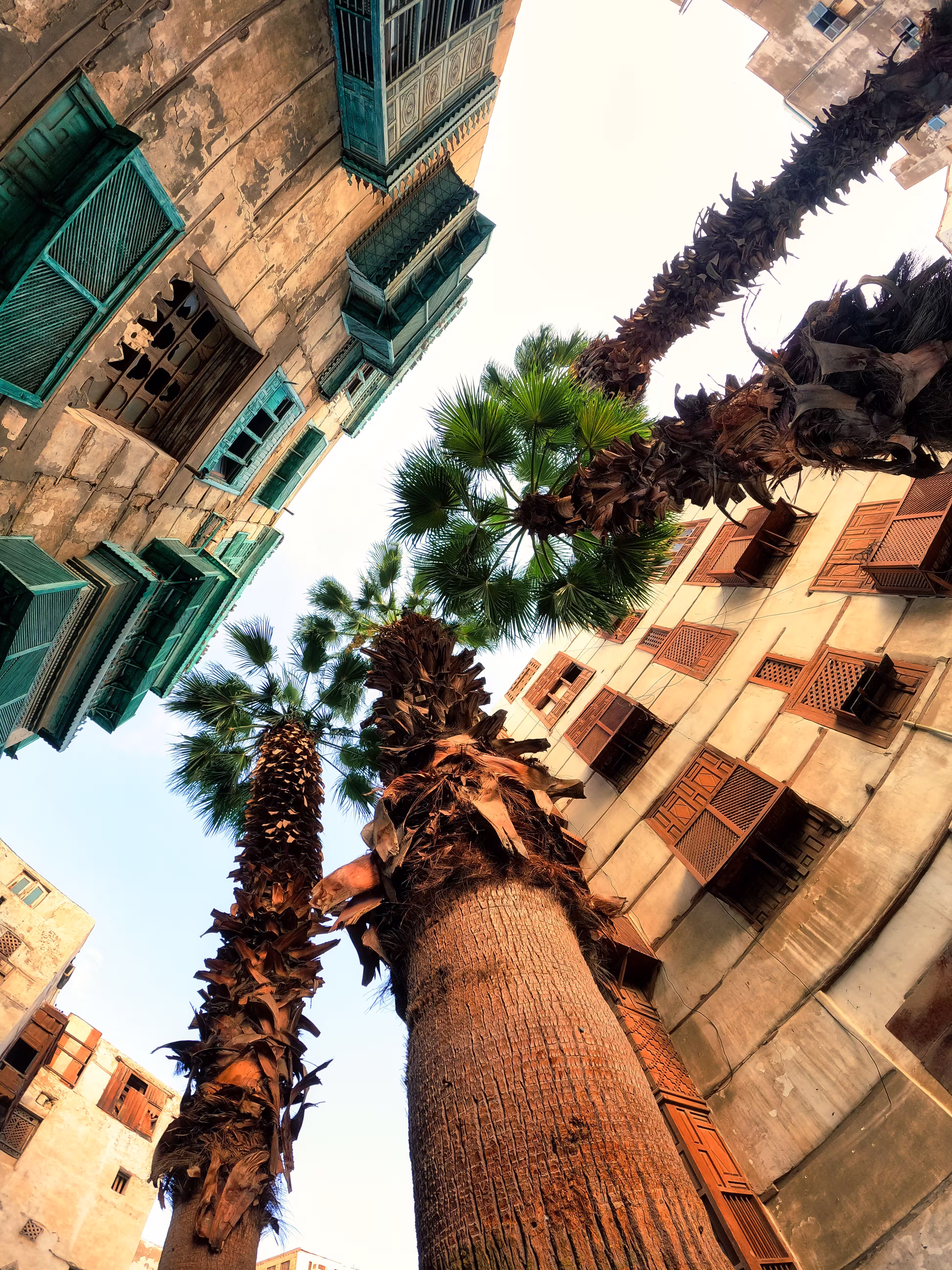 Jeddah architecture and palm trees