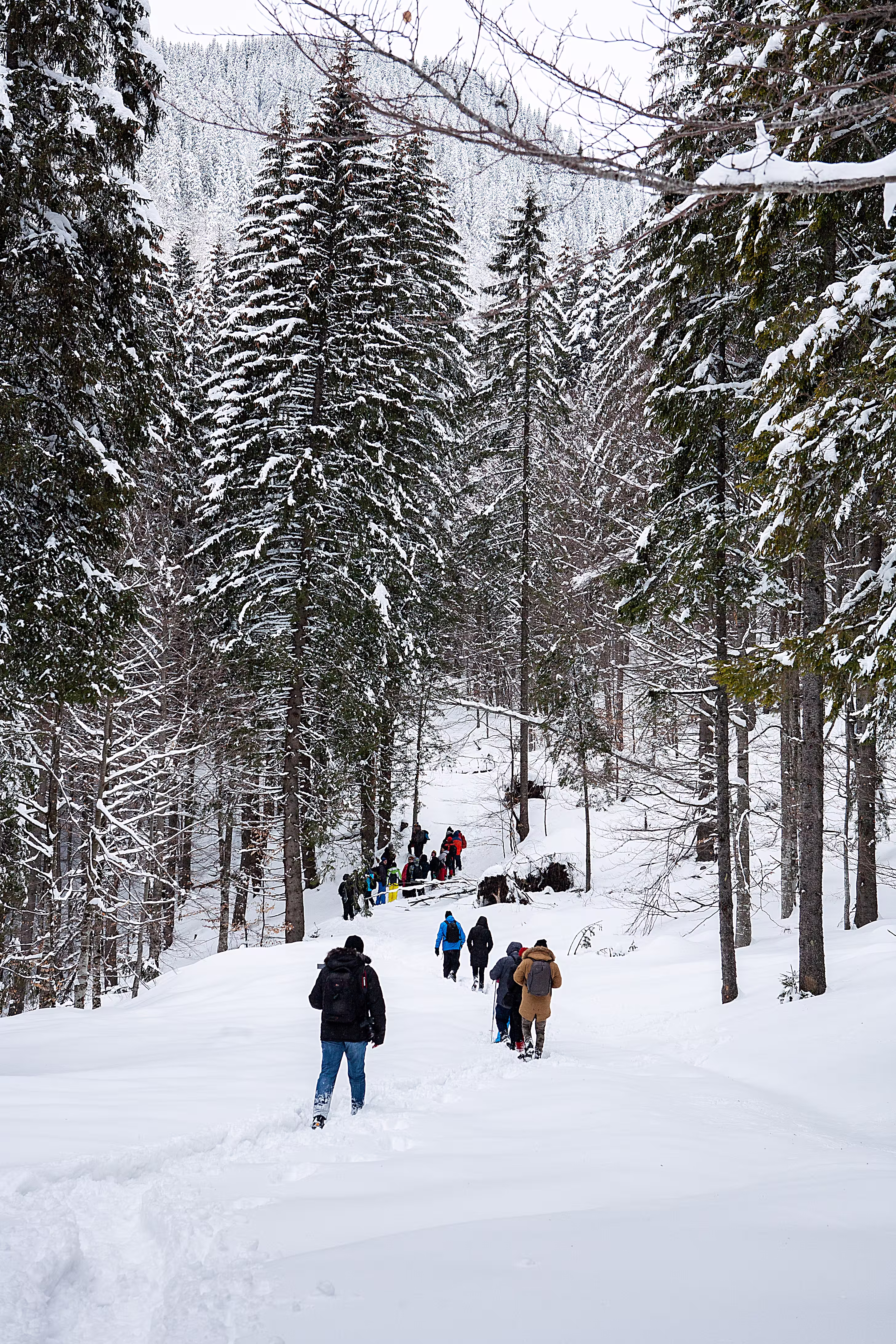 Winter outdoor scenery