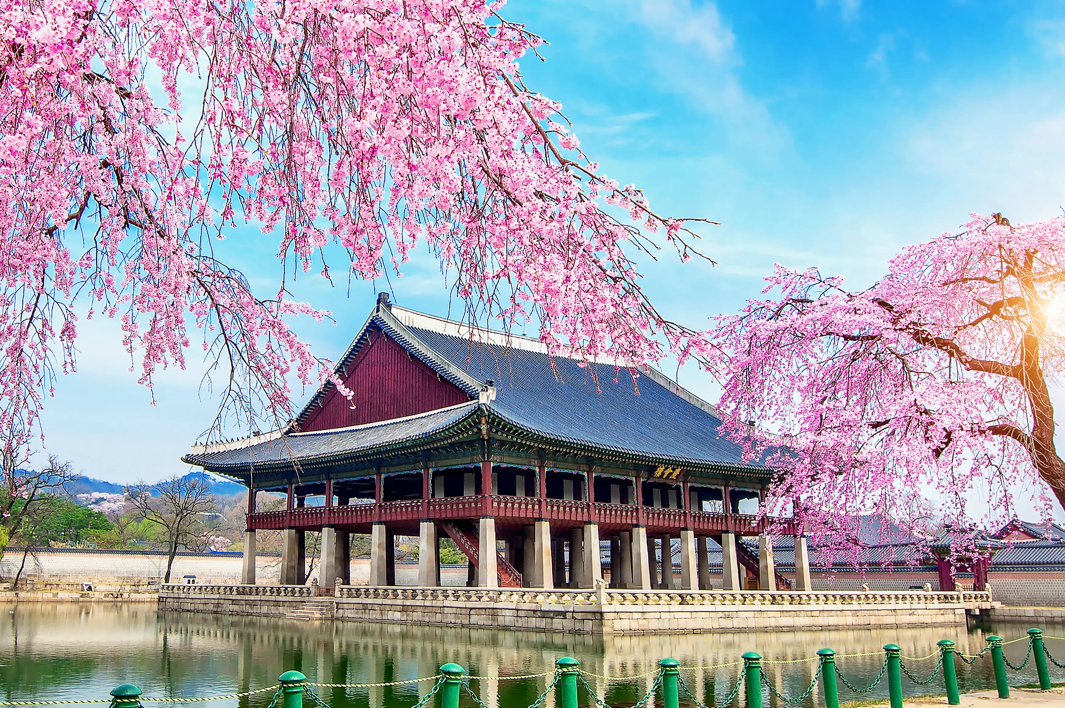 gyeongbokgung palace with cherry blossom spring se