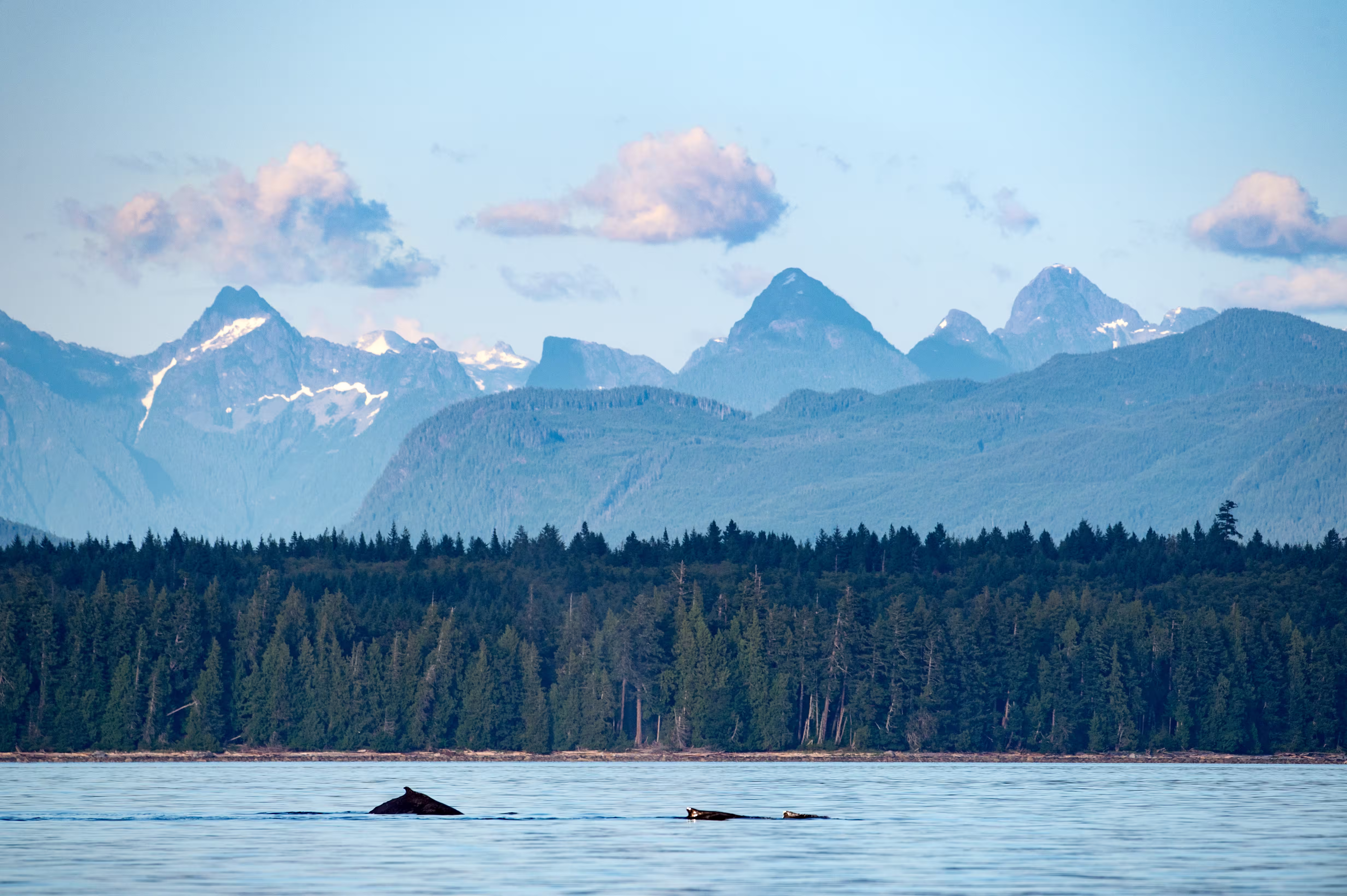 Humpback whale in Vancouver