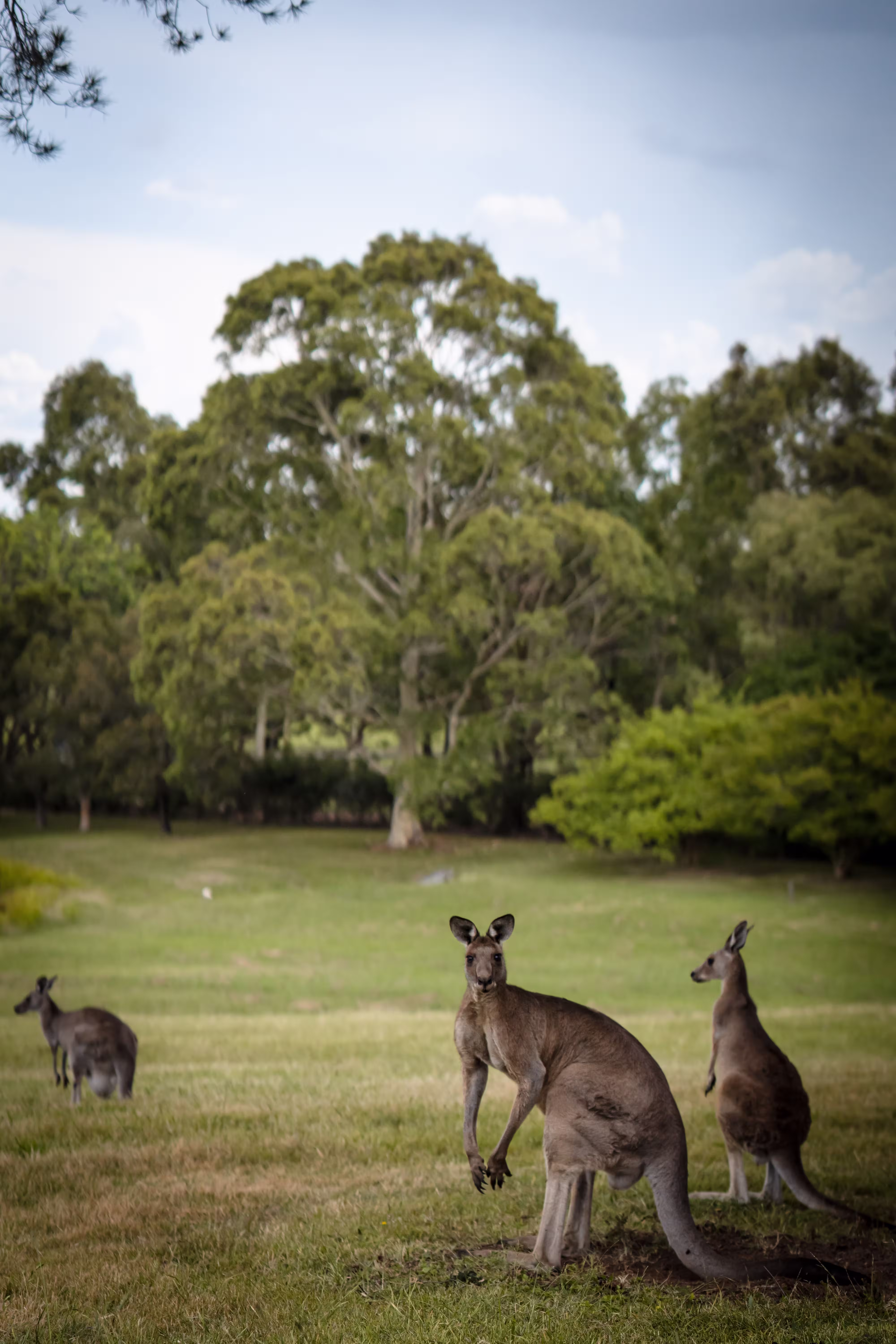kangaroos-on-a-grass-field