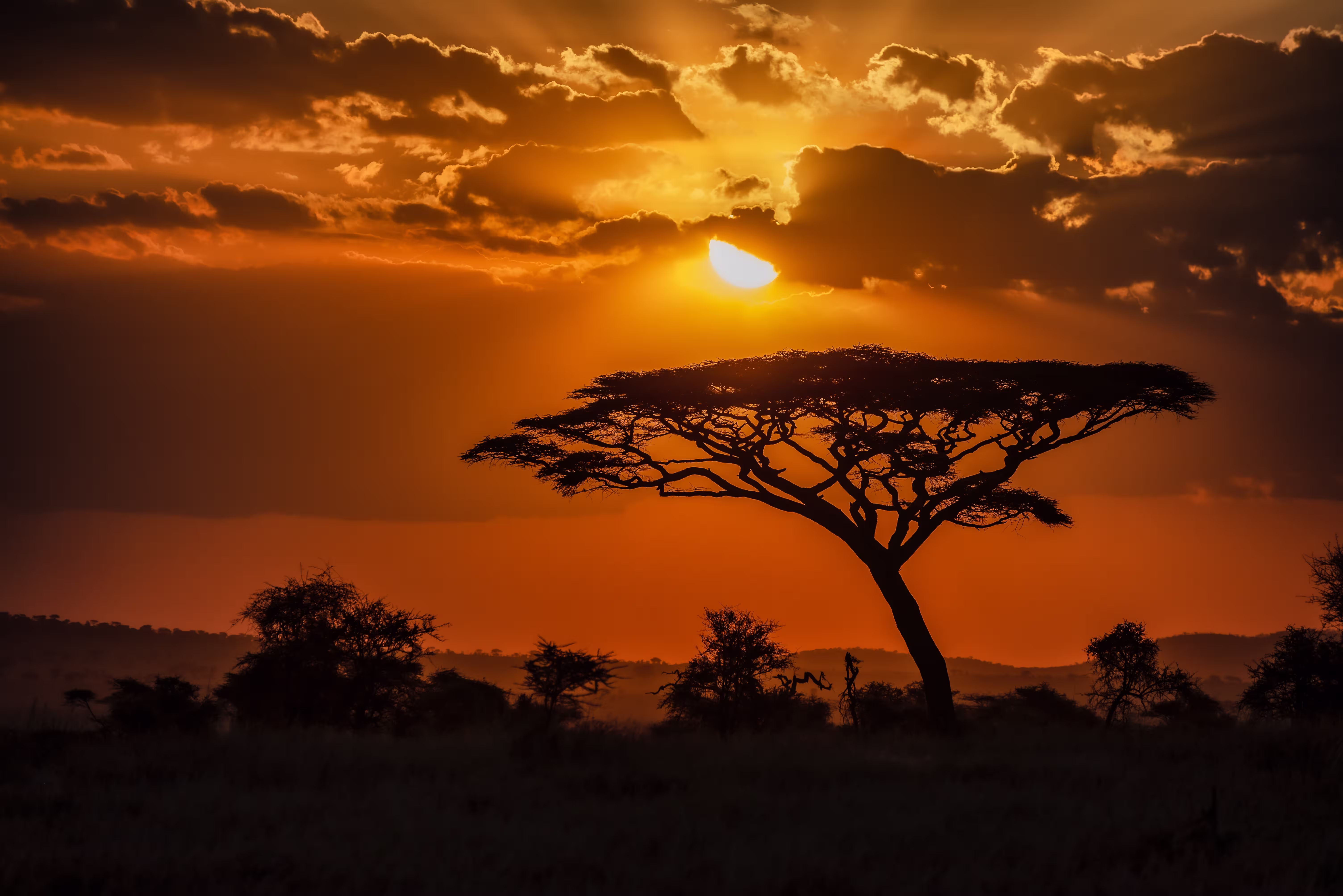 mesmerizing-view-silhouette-tree-savanna-plains-su