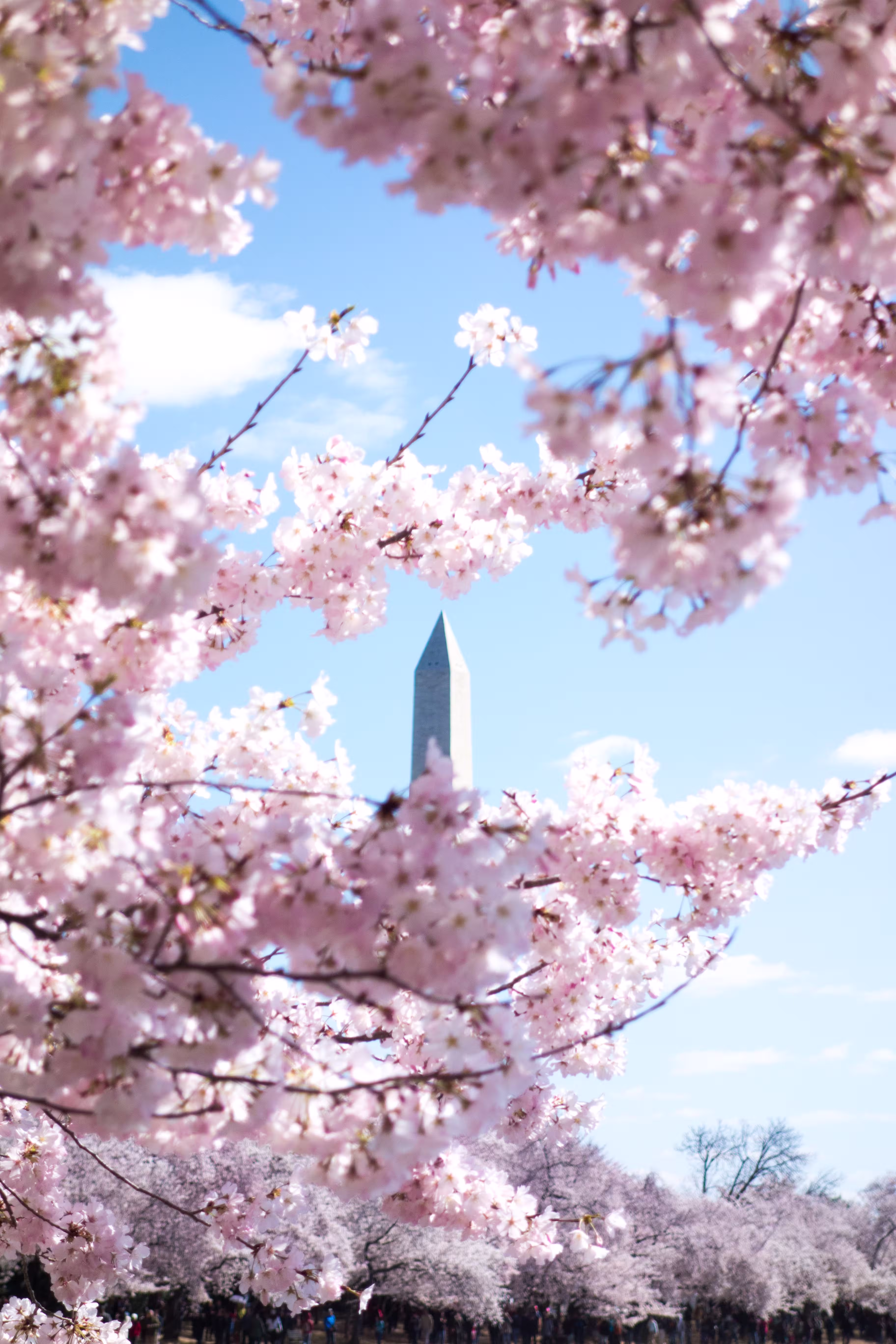 Pink cherry blossoms
