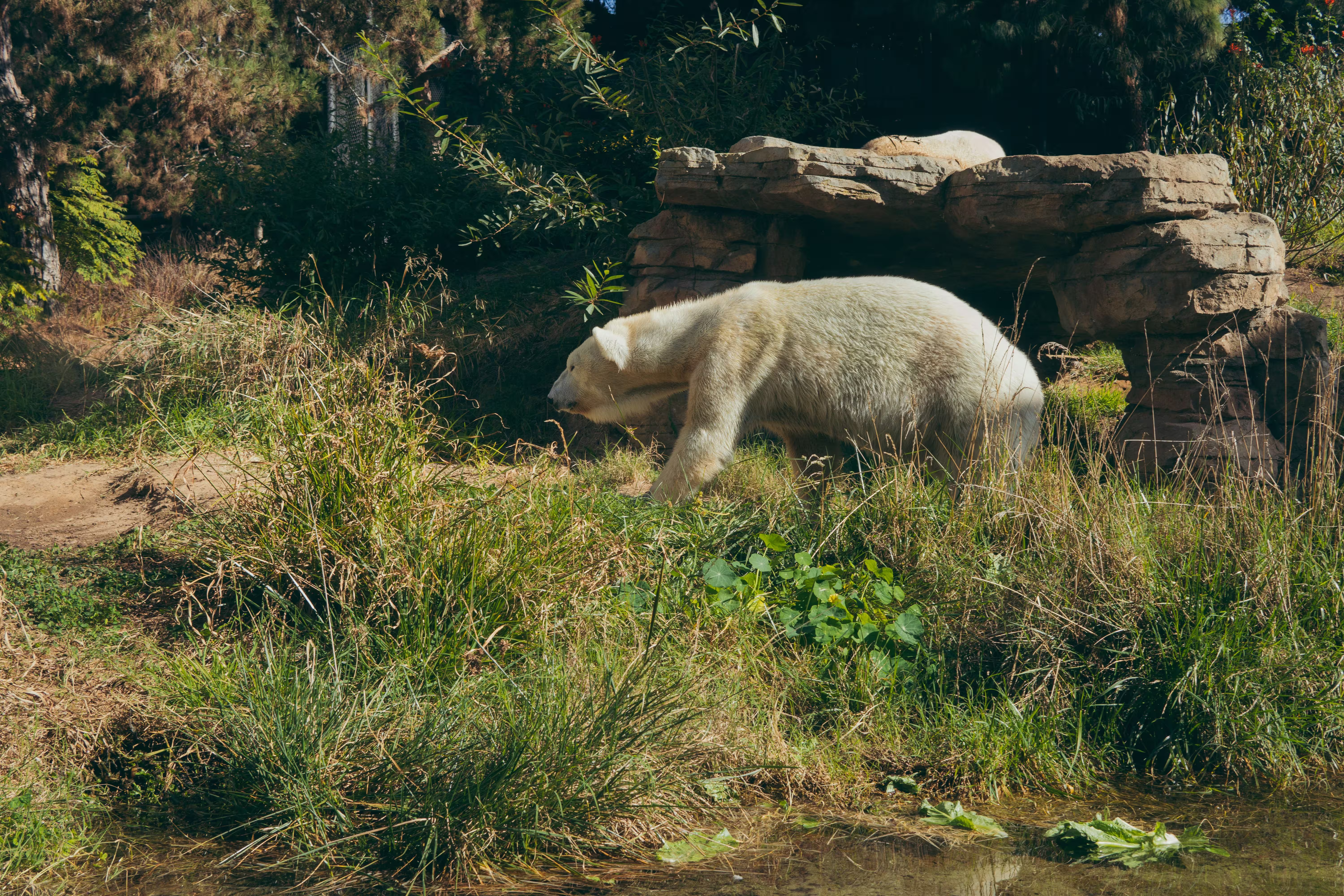 polar-bear-san-diego-zoo-img