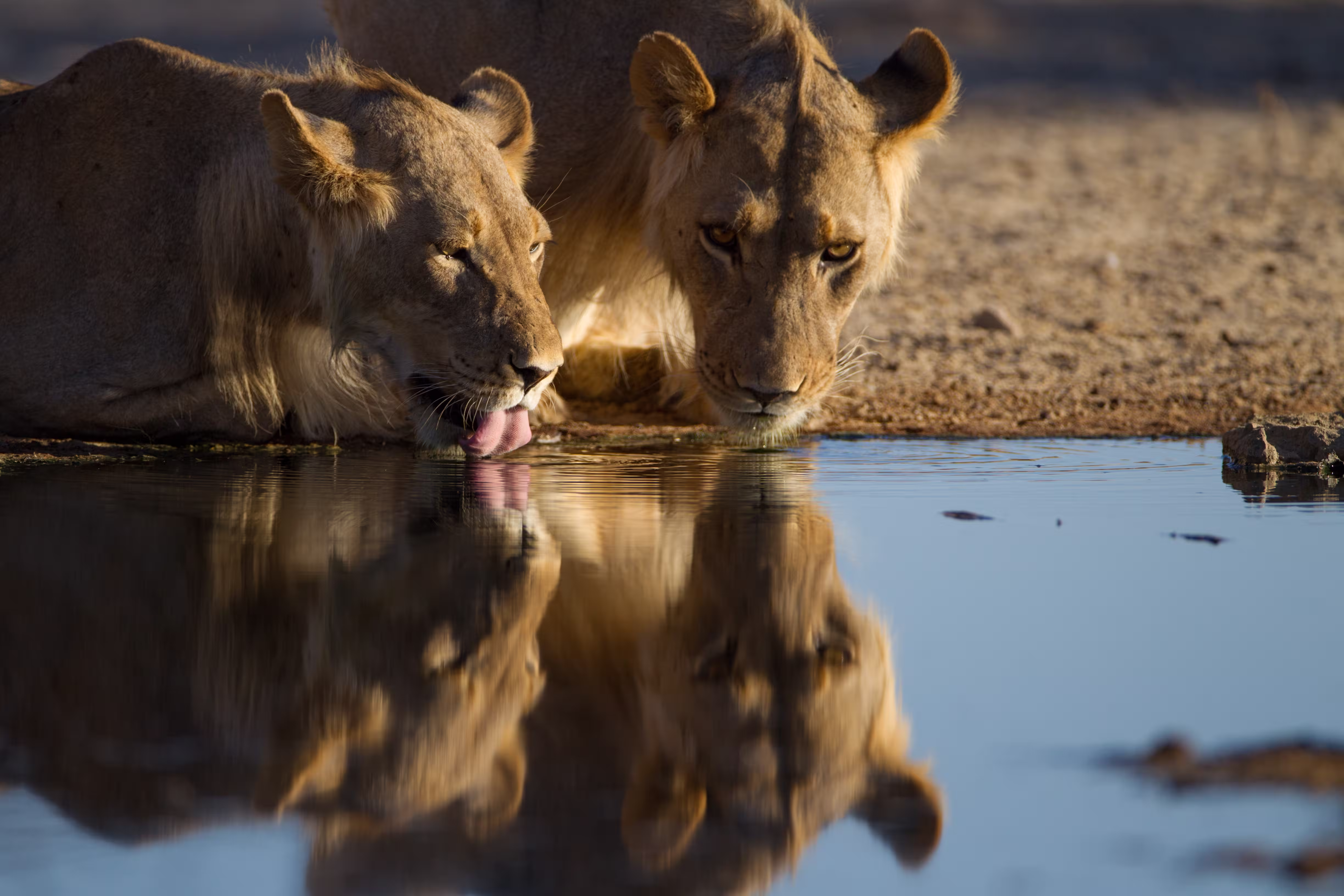 reflection-lionesses-drinking-water-from-small-pon