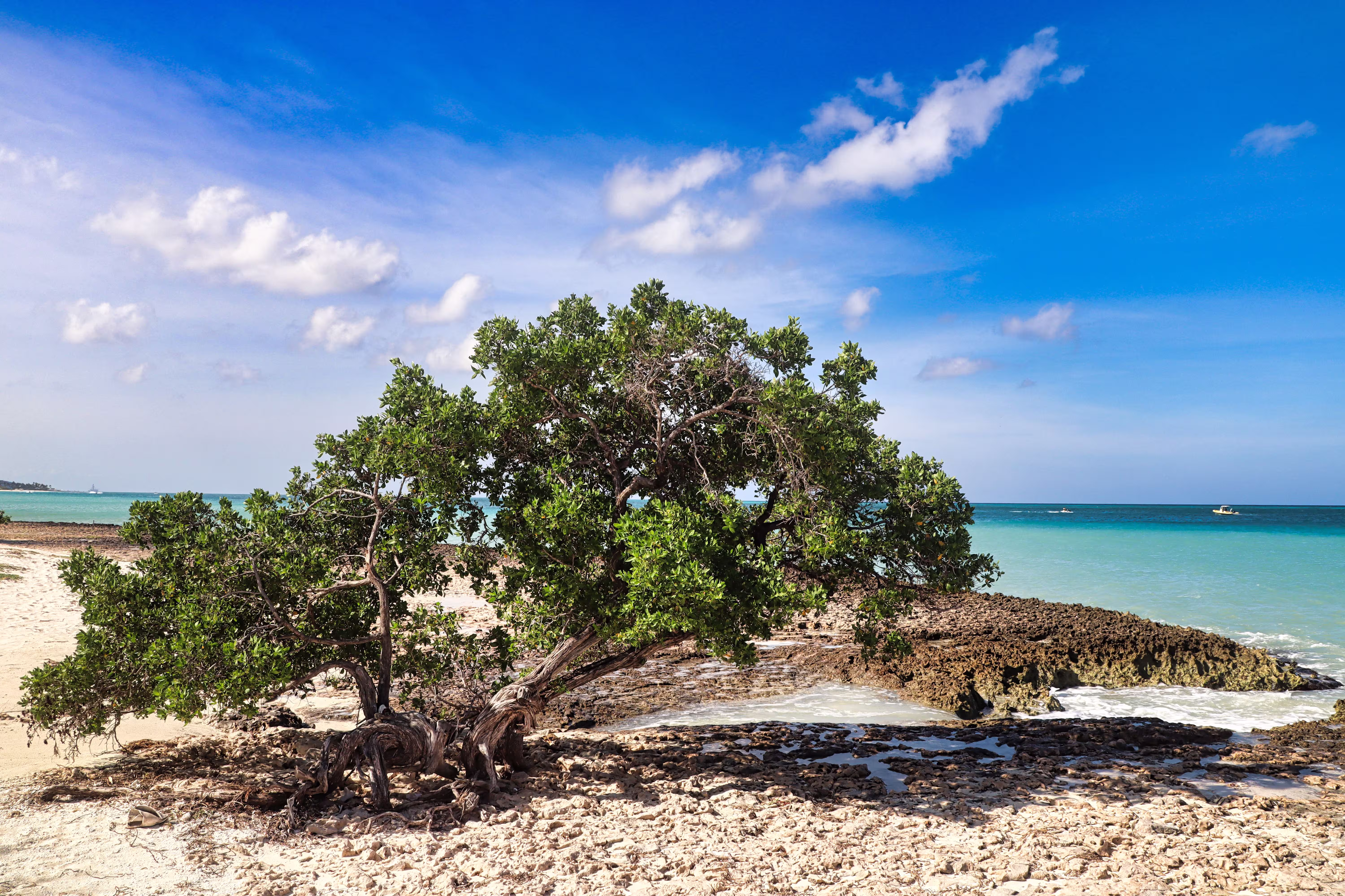 Tree on a sunlit beach