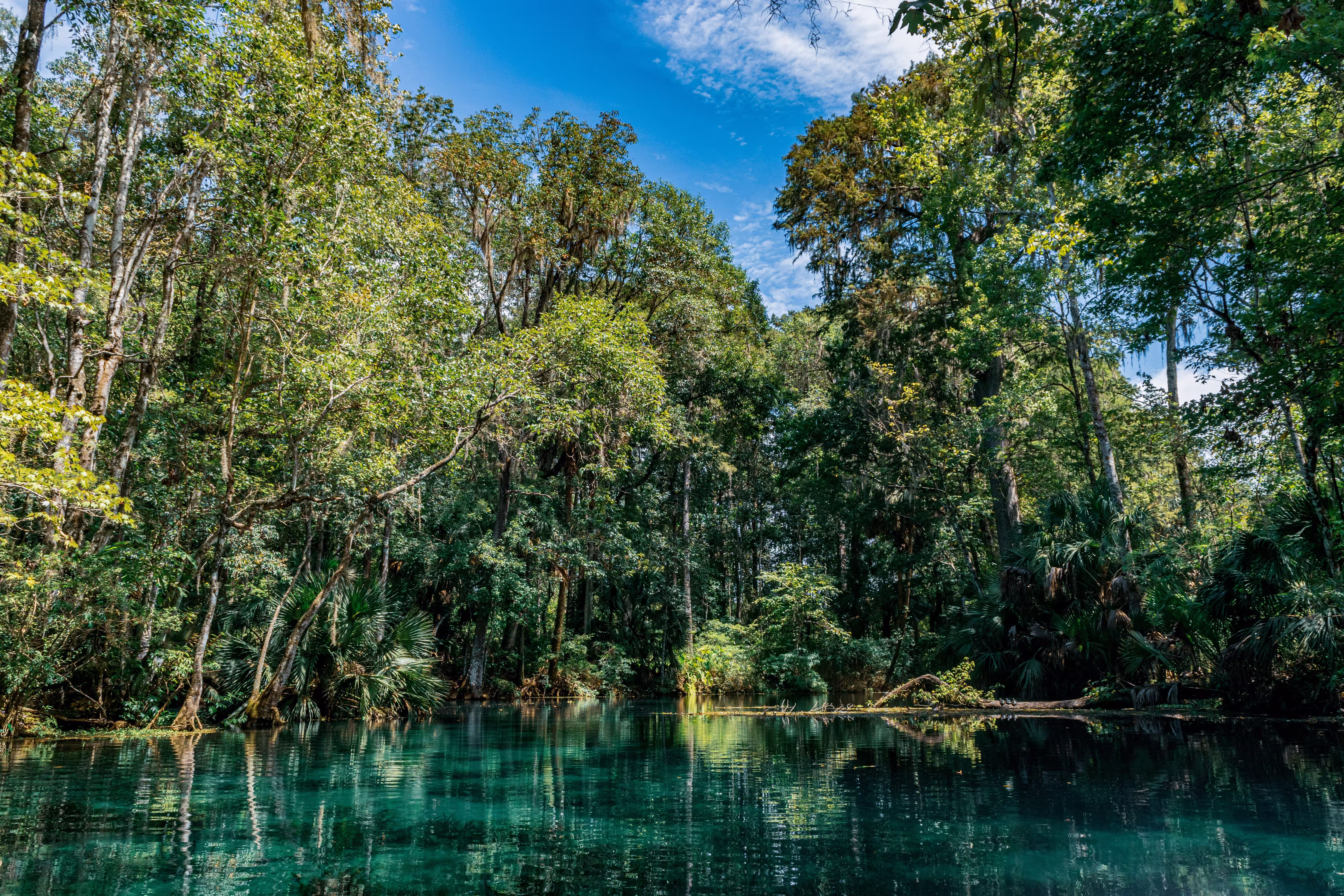 Turquoise river surrounded by trees