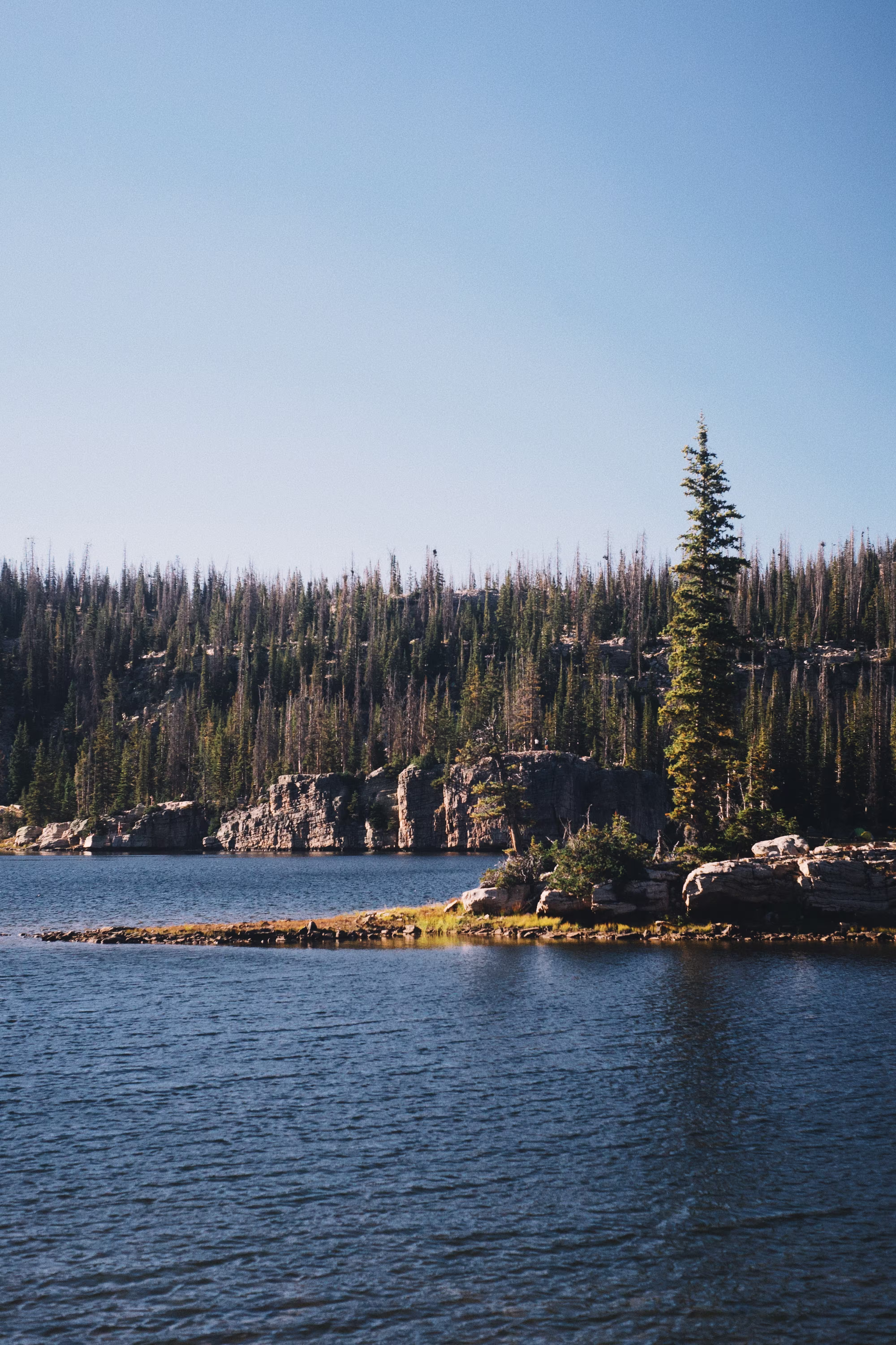 lake-forest-img