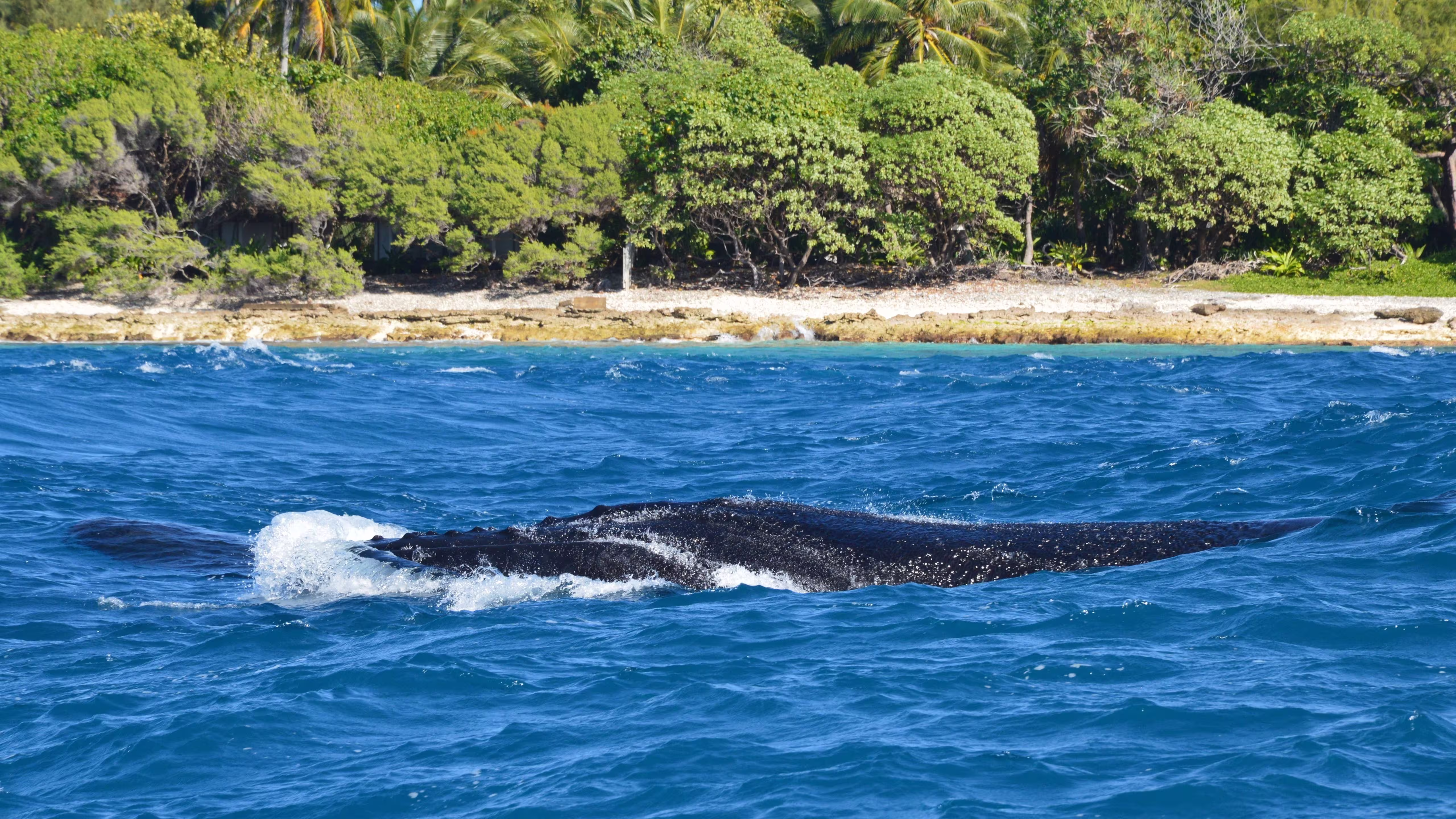 Humpback whale
